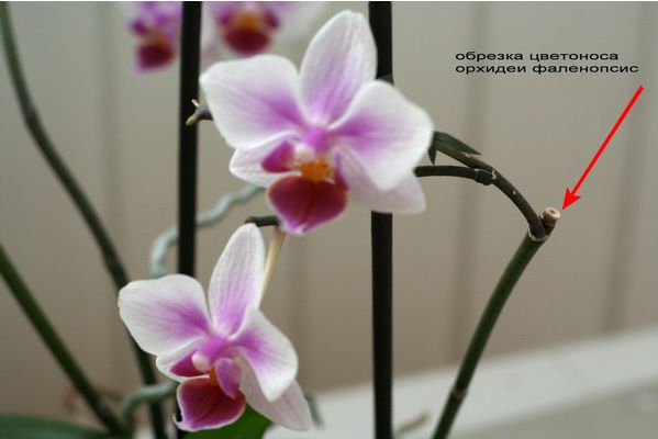 Секреты по уходу за орхидеями