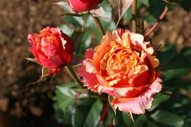 Чайная роза — изысканная жемчужина сада