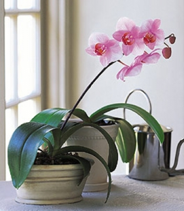 Секреты по уходу за орхидеями