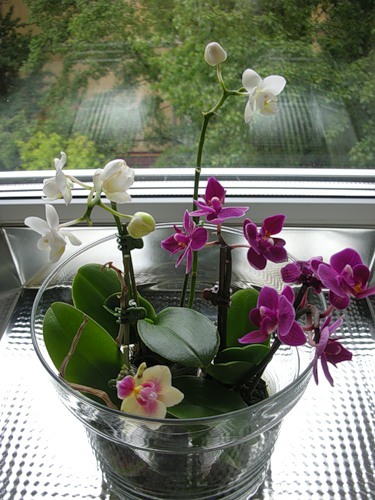 Цветы орхидеи фаленопсис в вашем доме
