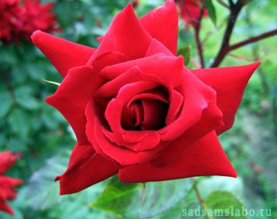 Чайная роза — изысканная жемчужина сада