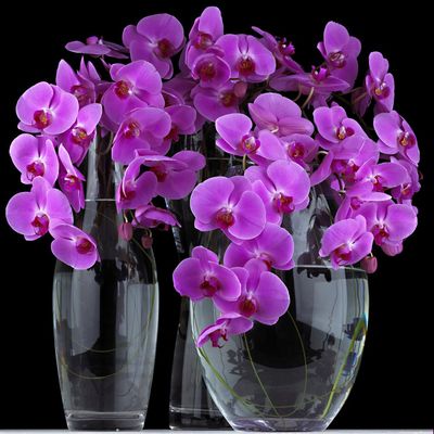 Цветы орхидеи фаленопсис в вашем доме