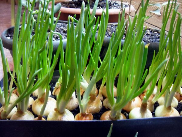 5 видов зелени, которые несерьезно вырастить на подоконнике