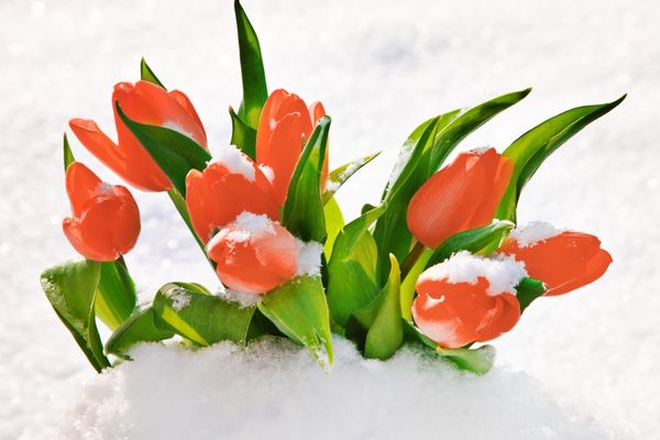 Как заставить тюльпаны цвести средь зимы