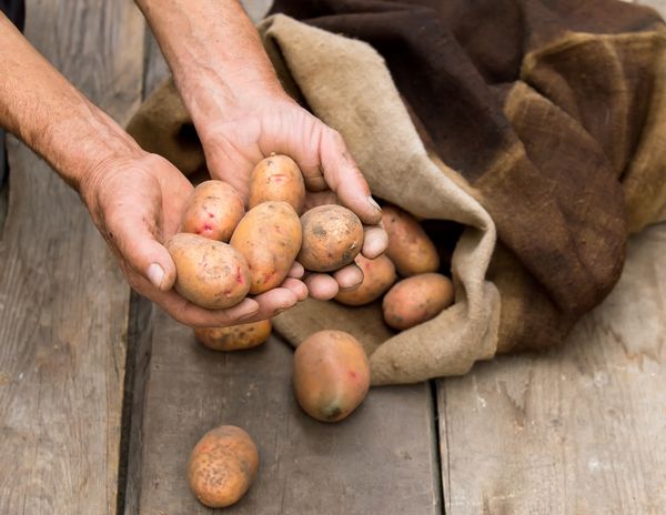 5 ошибок подле хранении картофеля