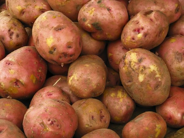 5 ошибок подле хранении картофеля