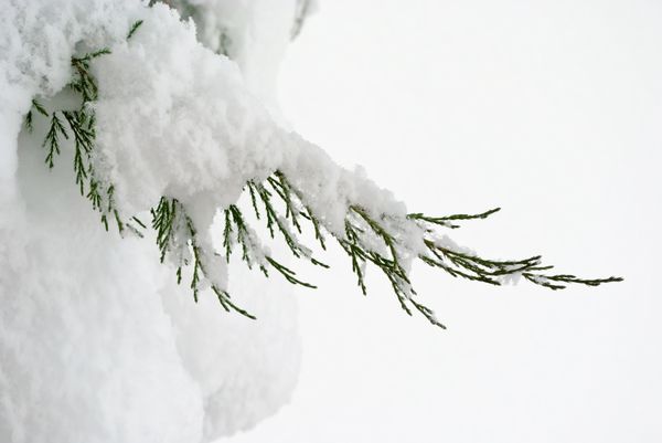 5 распространенных мифов обо зимнем укрытии растений